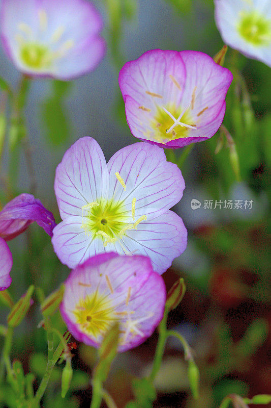 酒花/月见草/粉红女士